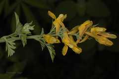 Corydalis vaginans
